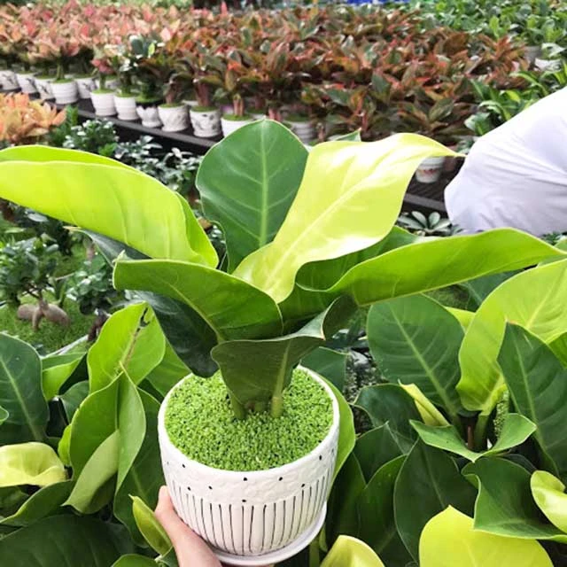 cây trồng ban công