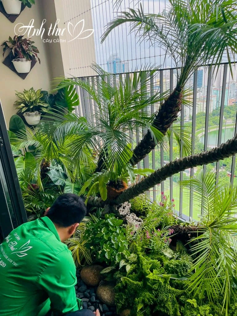 cây trồng ban công