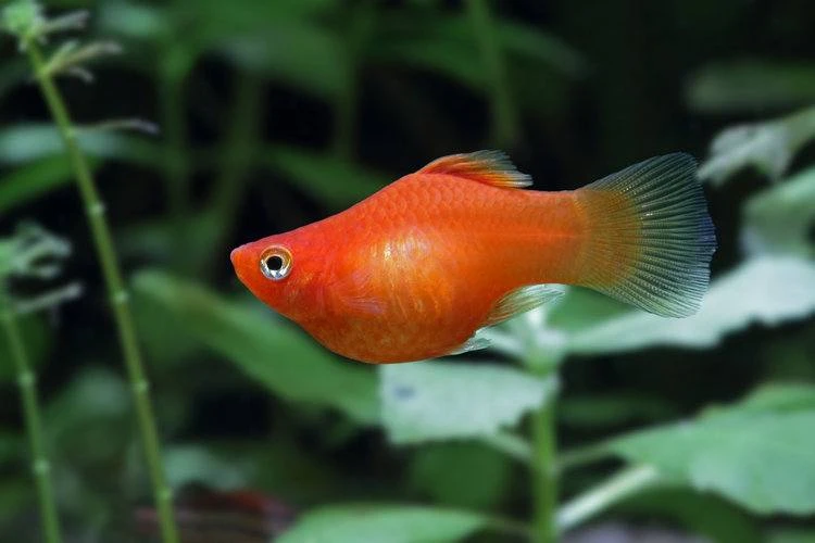 42+ Mẫu bể cá ban công làm tiểu cảnh chất liệu composite và kính đẹp 14 be_ca_tieu_canh_ban_cong