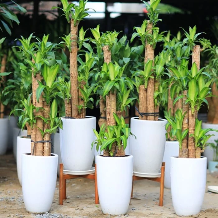 cây thiết mộc lan để ban công