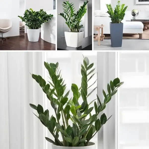 Mua cây phong thủy cho người mệnh Thủy ở đâu?