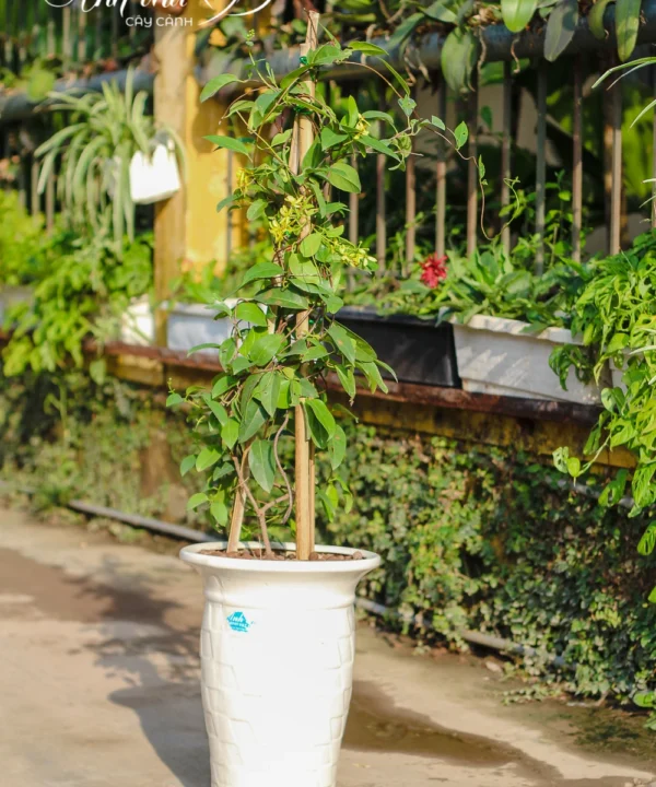Cây Mai Hoàng Yến