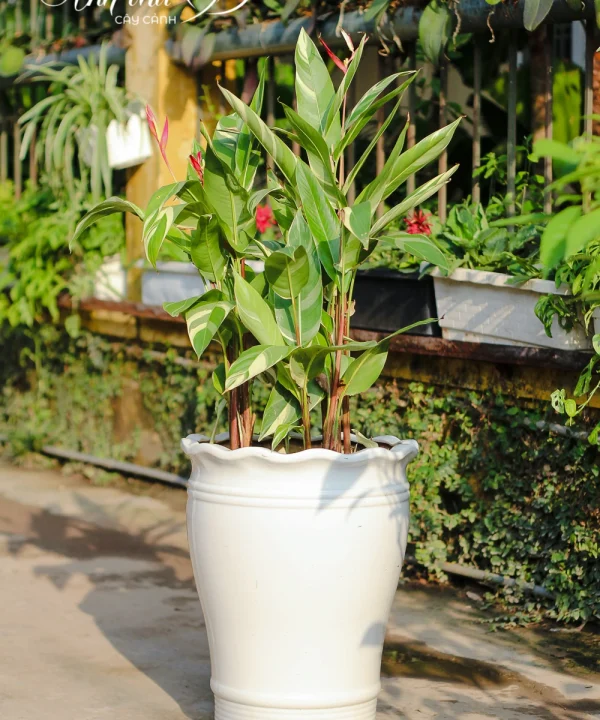 Cây Thiên Điểu Cẩm Thạch 6 IMG 8792 1