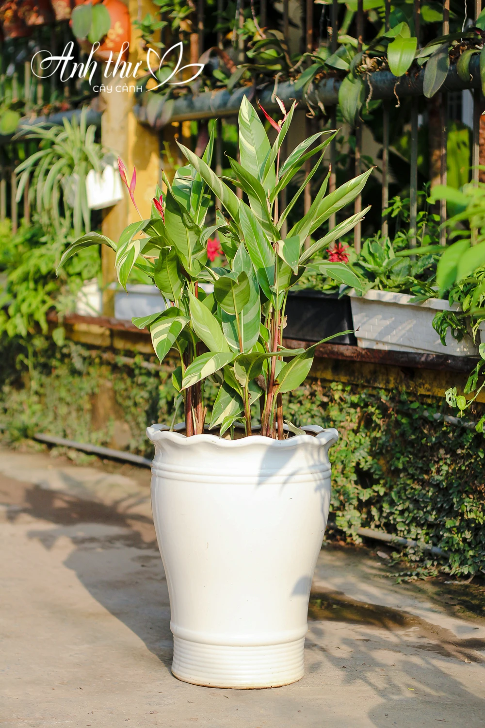 Cây Thiên Điểu Cẩm Thạch 3 IMG 8792 1