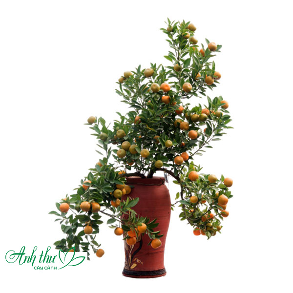 Cây Quất Chum