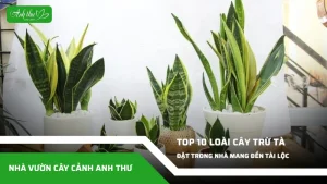 anh dai dien ccat 63