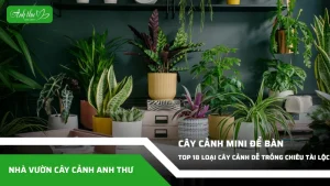 anh dai dien ccat 64