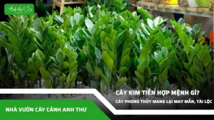 anh dai dien ccat 65