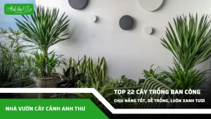 anh dai dien ccat 66