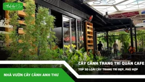 anh dai dien ccat 70