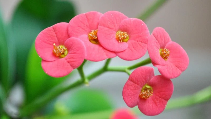 Đặt cây ngoài tầm với của trẻ nhỏ và vật nuôi