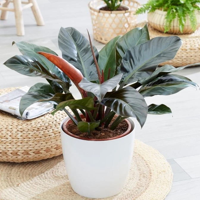 cây trầu bà đế vương