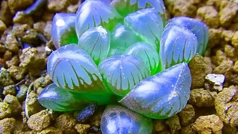 Hình dáng và màu sắc của cây sen đá kim cương