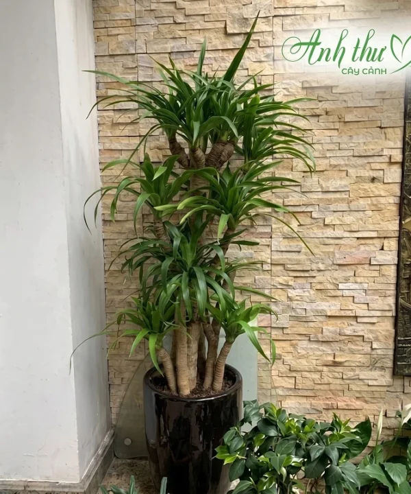 cây đại lộc 11
