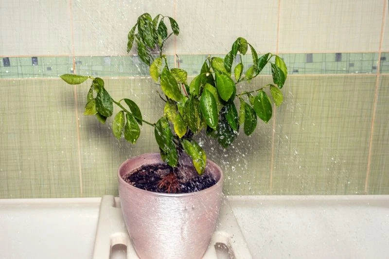 Bí Quyết Xử Lý Các Bệnh Thường Gặp Ở Cây Hạnh Phúc