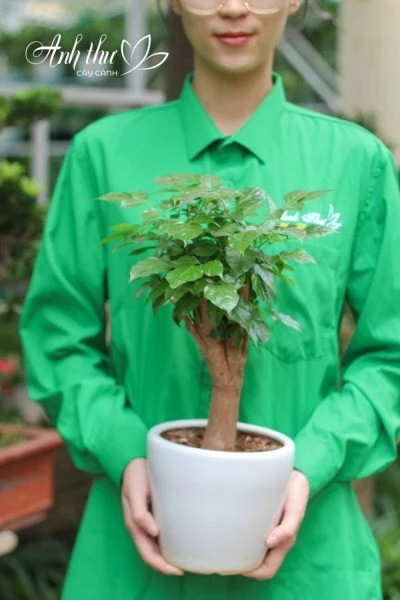 Ý Nghĩa Phong Thủy: Cây Hạnh Phúc Hợp Mệnh Gì, Tuổi Nào?