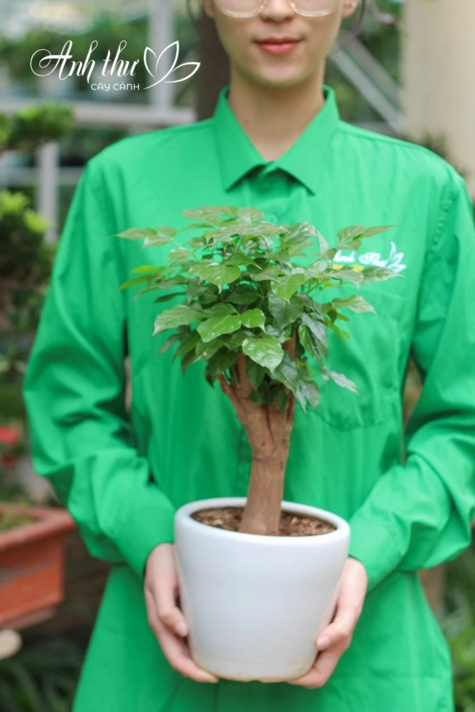 CÂY HẠNH PHÚC MINI 1 cay hanh phuc mini 11306 67e0d21402a87