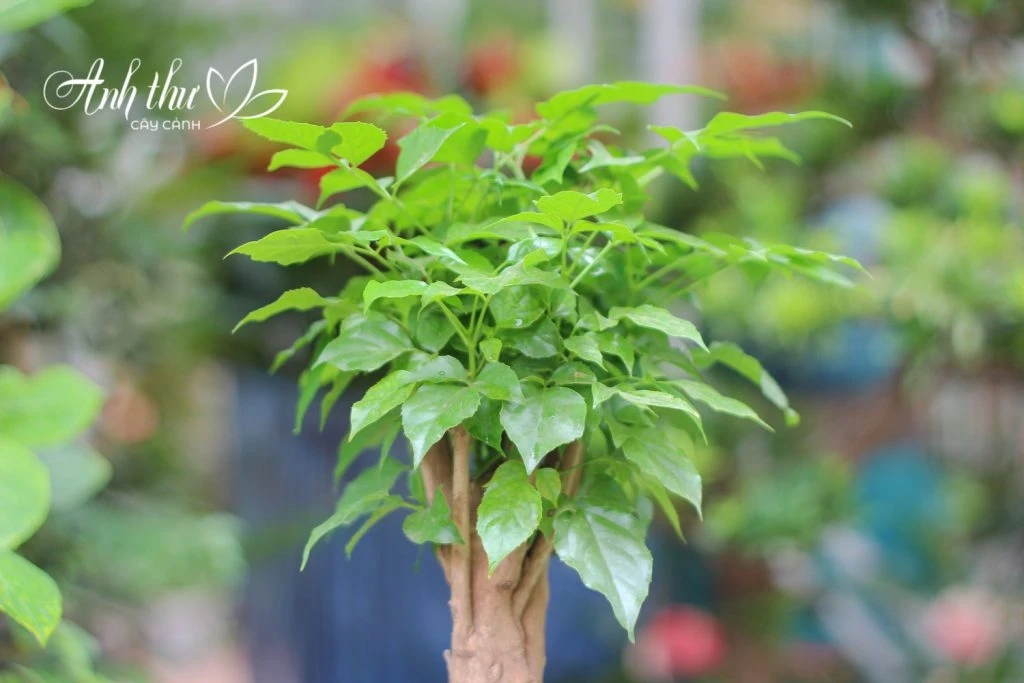 CÂY HẠNH PHÚC MINI 3 cay hanh phuc mini 11306 67e0d2157eb66