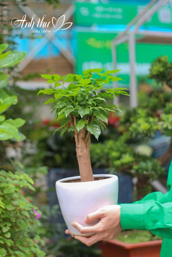 CÂY HẠNH PHÚC MINI 4 cay hanh phuc mini 11306 67e0d2165e459