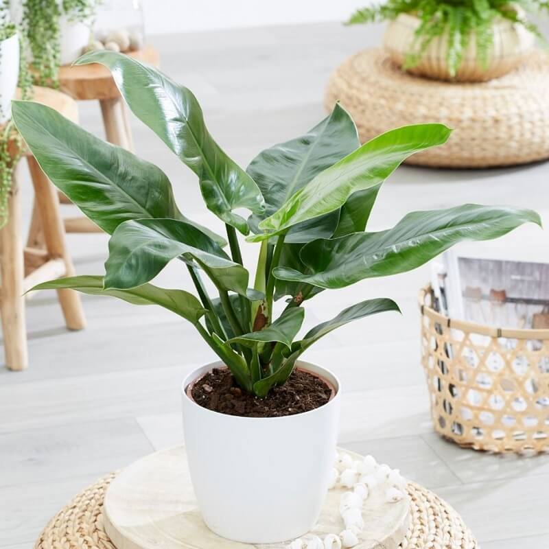 Cây Trầu Bà Đế Vương 9 cay trau ba de vuong 5