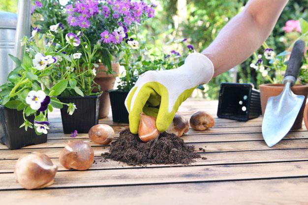 close hand gardener holding bulb tulip soil garden table 100787 2939
