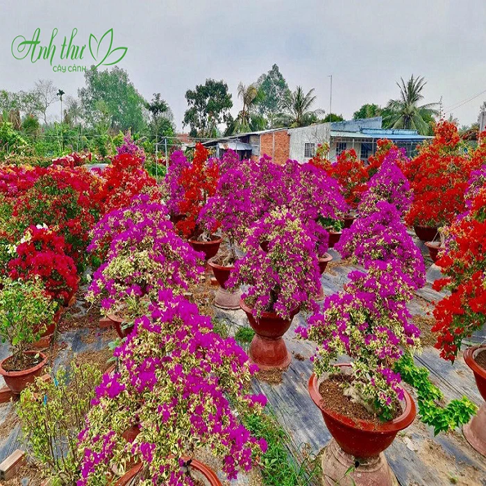 y-nghia-cua-loai-hoa-giay
