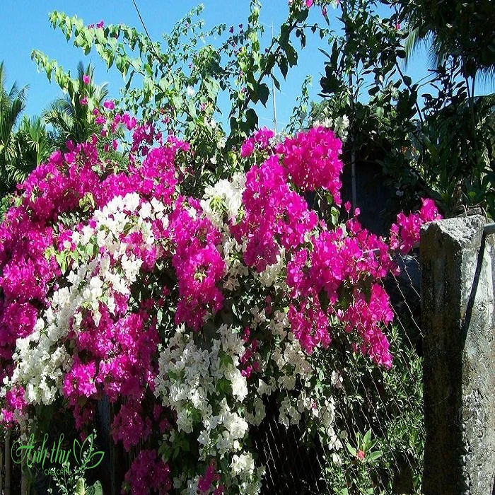 cây hoa giấy