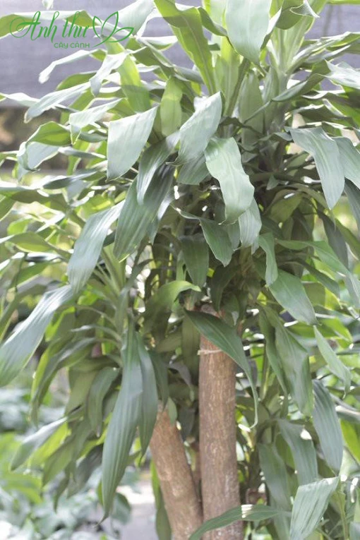 thiet-moc-lan-co-suc-song-manh-me