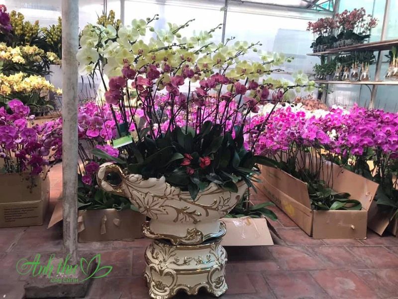 Hoa lan hồ điệp là loài hoa biểu tượng cho vẻ đẹp sang trọng, quý phái