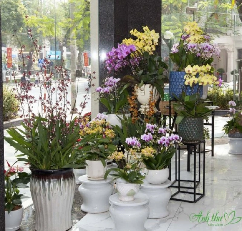 Cây cảnh Anh Thư – Địa chỉ bán lan hồ điệp chất lượng, giá rẻ