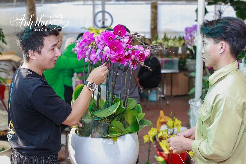 Lan hồ điệp Đài Loan - vẻ đẹp và cách nhận biết 3 lan hồ điệp Đài Loan