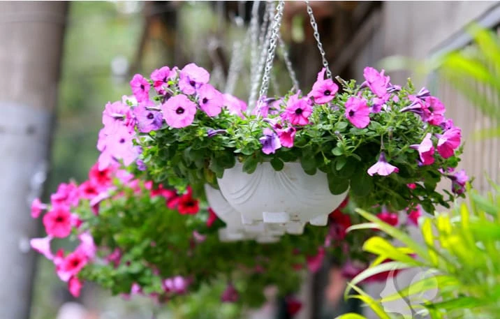 Mẹo trồng cây ban công luôn tươi, xanh bạn cần nên biết 2 cây trồng tiểu cảnh