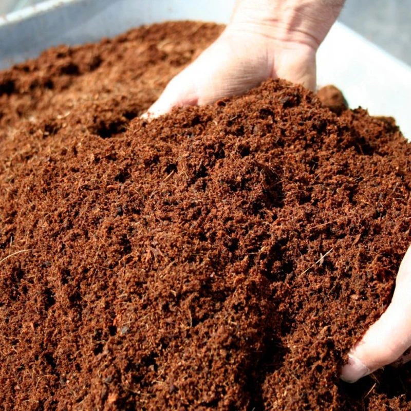Mẹo trồng cây ban công luôn tươi, xanh bạn cần nên biết 5 đất trồng tiểu cảnh