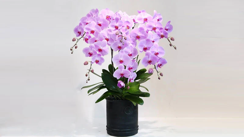 Những chậu Lan Hồ Điệp chưng Tết đẹp, mang tài lộc vào nhà 6 chọn chậu lan hồ điệp