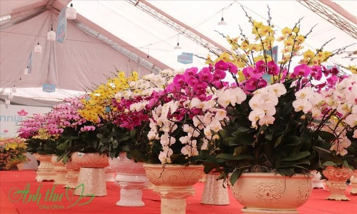 Những chậu Lan Hồ Điệp chưng Tết đẹp, mang tài lộc vào nhà 7 chọn chậu lan hồ điệp