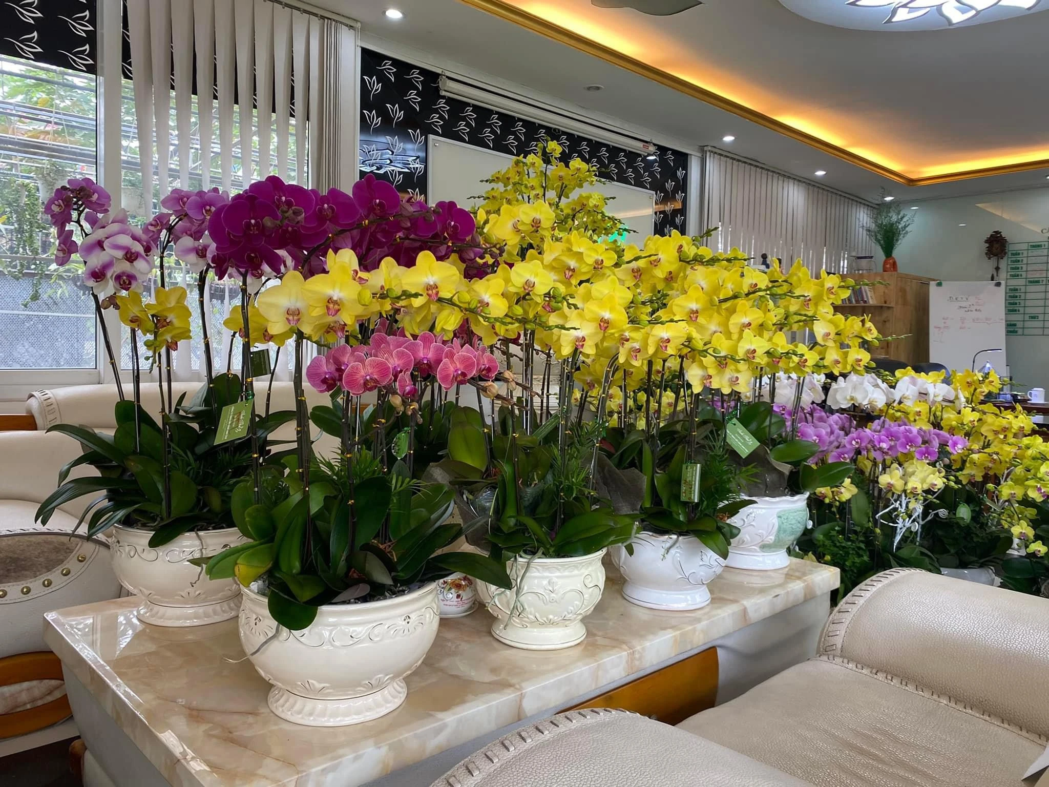 Những chậu Lan Hồ Điệp chưng Tết đẹp, mang tài lộc vào nhà 8 lan hồ điệp
