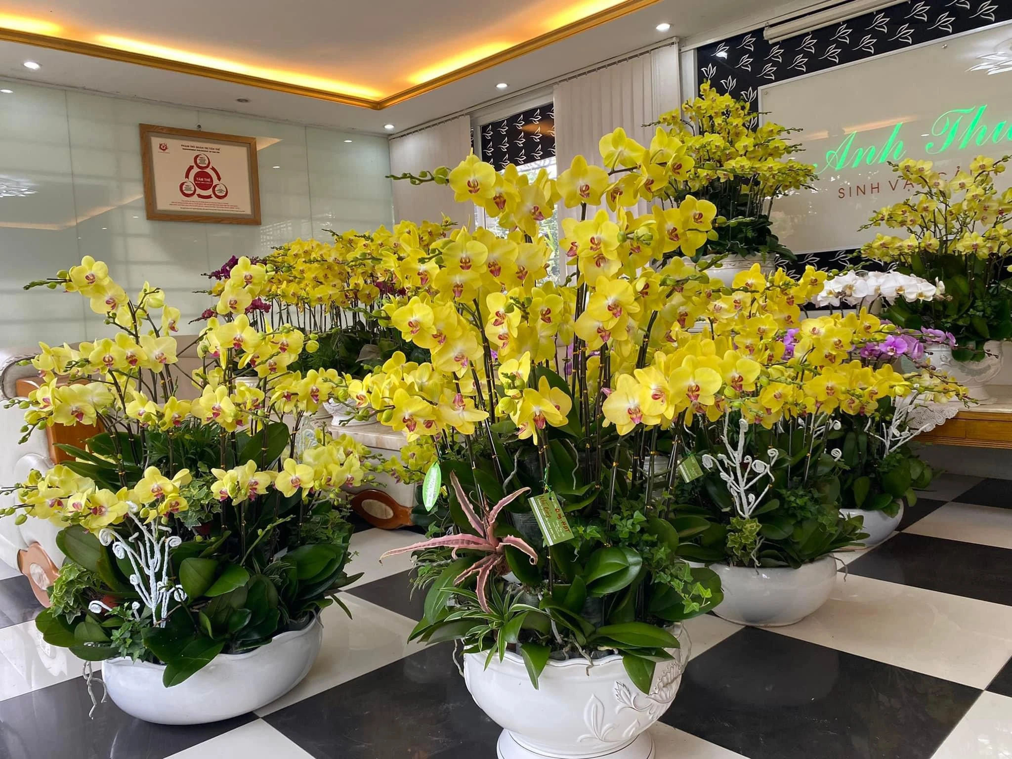 Những chậu Lan Hồ Điệp chưng Tết đẹp, mang tài lộc vào nhà 9 lan hồ điệp