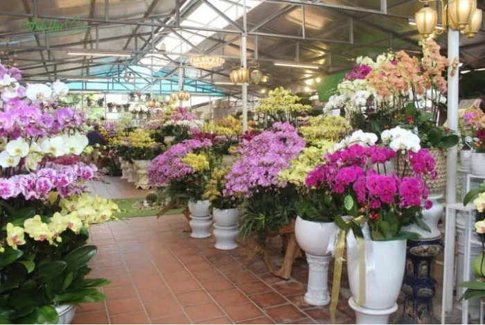 Những chậu Lan Hồ Điệp chưng Tết đẹp, mang tài lộc vào nhà 10 chọn chậu lan hồ điệp