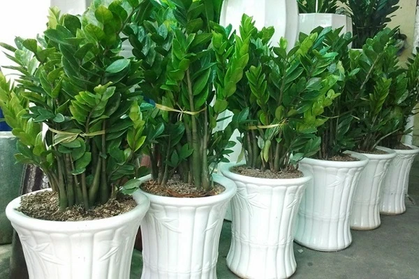 Thế nào là cây kim tiền loại to