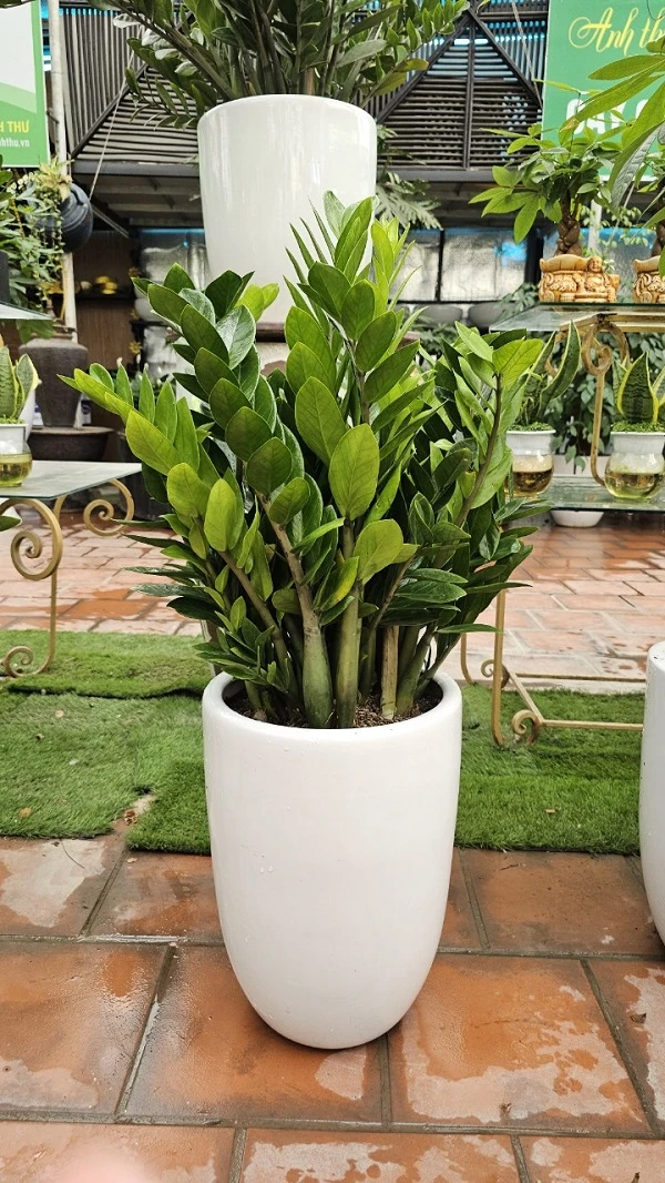 cây kim tiền Cây Cảnh Anh Thư 3