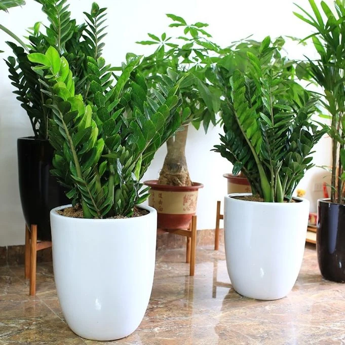 Đặt cây kim tiền loại to ở phòng khách