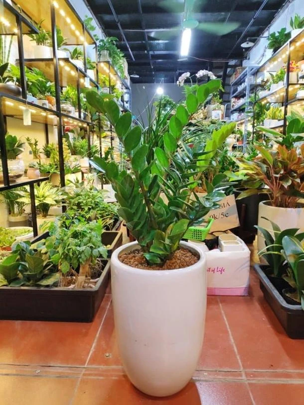 Đặt cây kim tiền loại to ở sản lớn