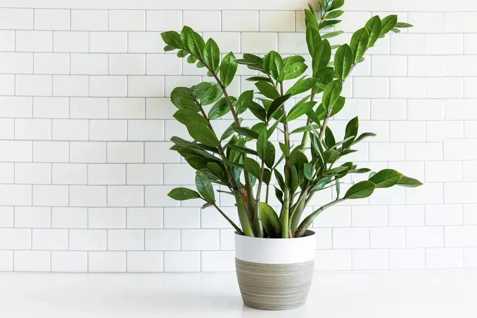 Kiểm tra cây kim tiền trước khi trồng