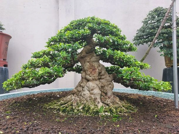 Tổng hợp 22 loại cây bonsai trồng trong nhà phổ biến hiện nay 1 Cây Mai Chiếu Thủy bonsai