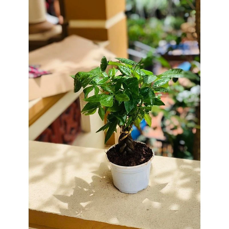 Tổng hợp 22 loại cây bonsai trồng trong nhà phổ biến hiện nay 3 Cây kim ngân bonsai