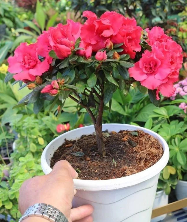 Tổng hợp 22 loại cây bonsai trồng trong nhà phổ biến hiện nay 4 Cây hoa đỗ quyên bonsai