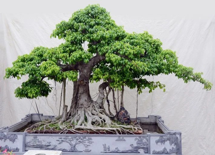 Tổng hợp 22 loại cây bonsai trồng trong nhà phổ biến hiện nay 5 Cây sanh bonsai mini