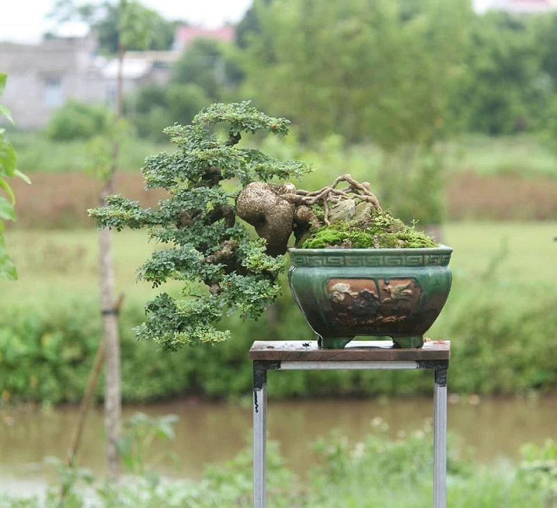 Tổng hợp 22 loại cây bonsai trồng trong nhà phổ biến hiện nay 6 Cây Cần Thăng bonsai