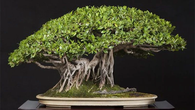 Tổng hợp 22 loại cây bonsai trồng trong nhà phổ biến hiện nay 7 Cây Si bonsai