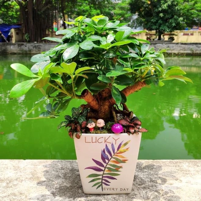 Tổng hợp 22 loại cây bonsai trồng trong nhà phổ biến hiện nay 8 Cây Ngũ Gia Bì bonsai